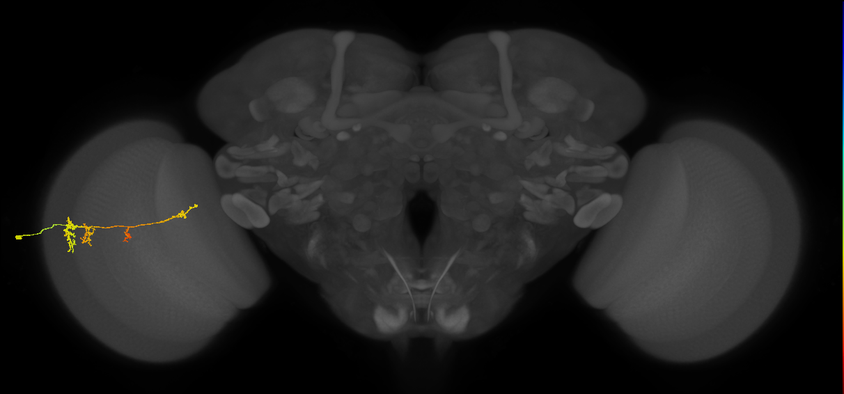 TmY13_L (MaleCNS:54389)