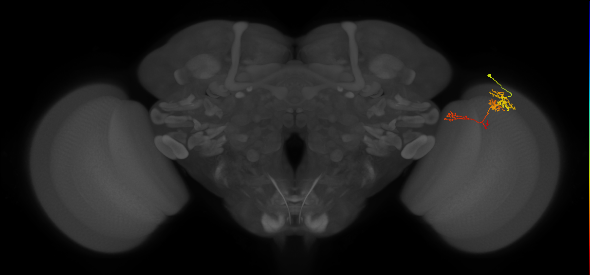 TmY13_R (MaleCNS:59633)