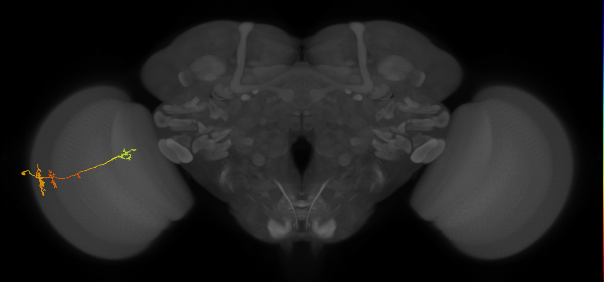 TmY13_L (MaleCNS:50537)