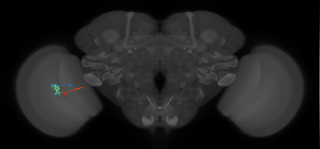 TmY13_L (MaleCNS:182688)