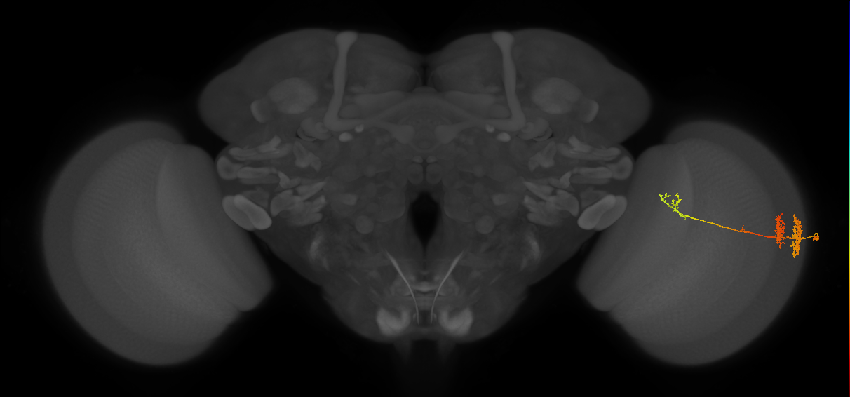 TmY13_R (MaleCNS:42207)