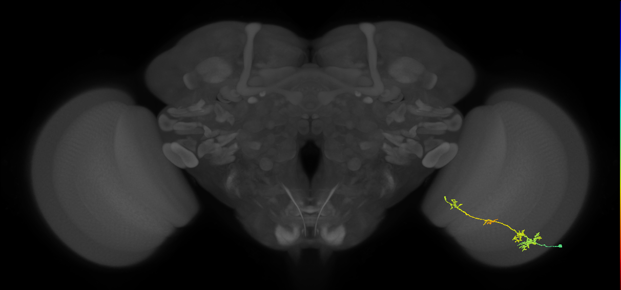 TmY13_R (MaleCNS:54761)