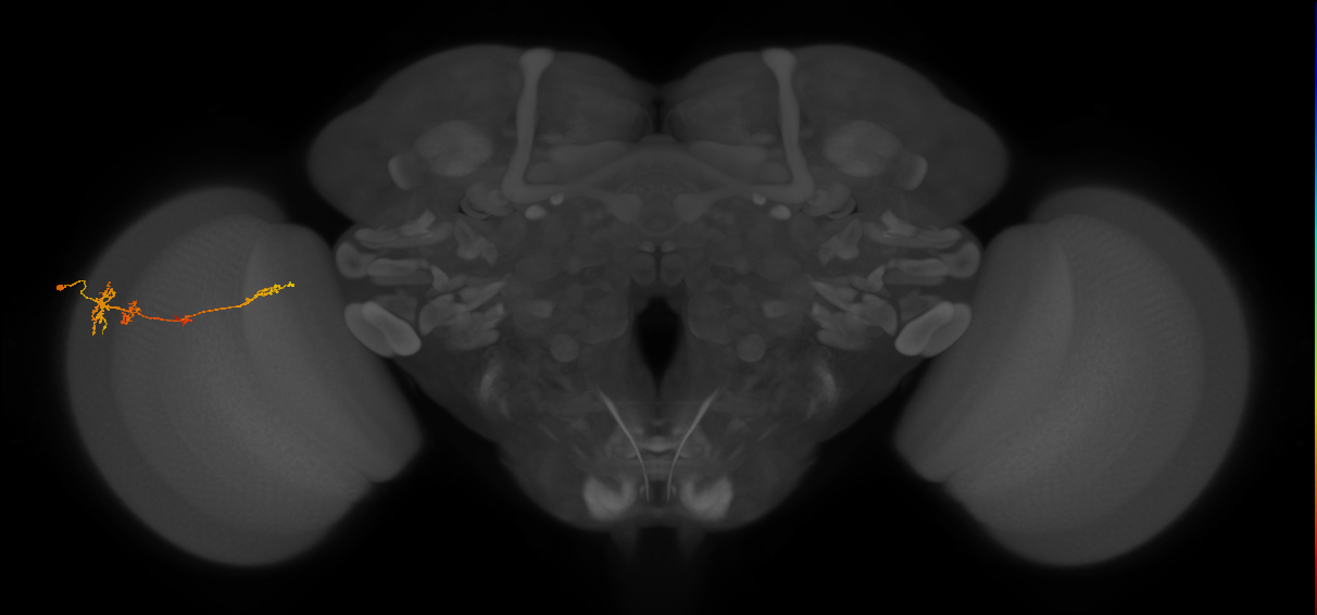 TmY13_L (MaleCNS:67575)