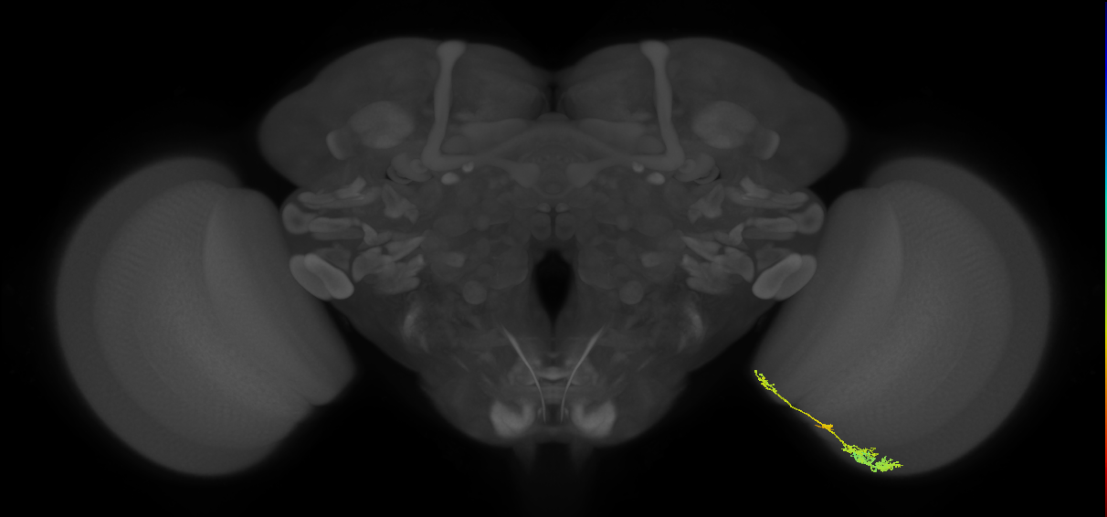 TmY13_R (MaleCNS:69348)