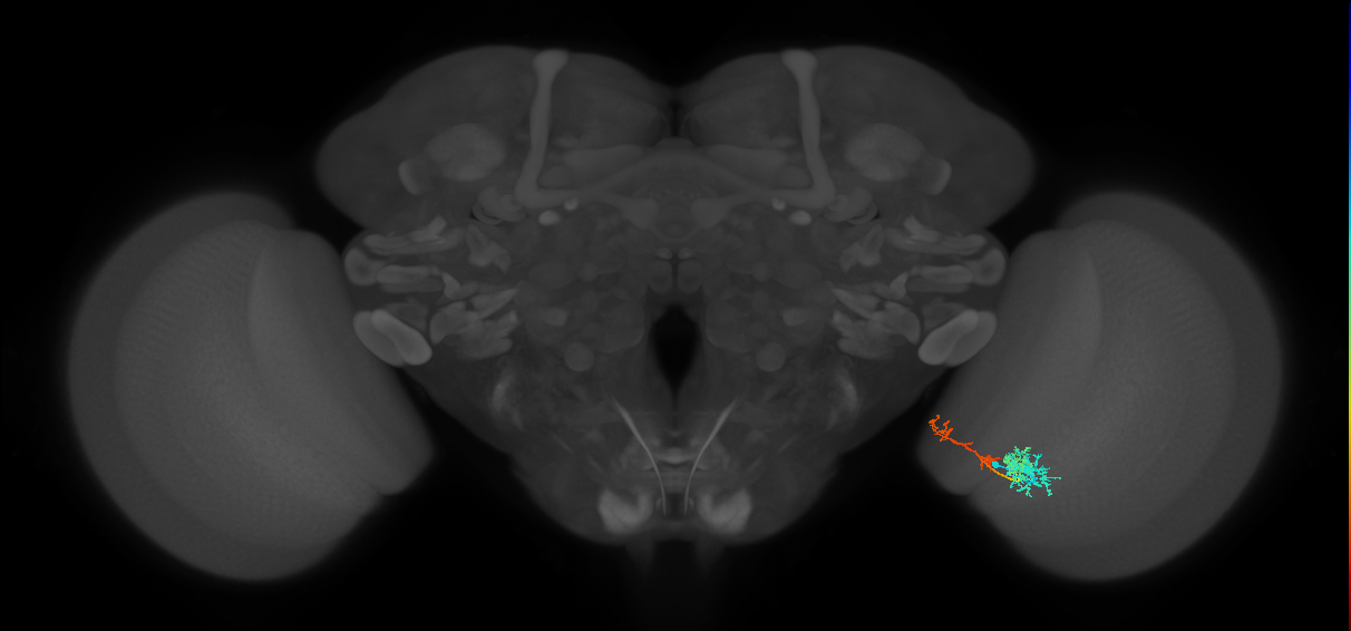 TmY13_R (MaleCNS:58892)