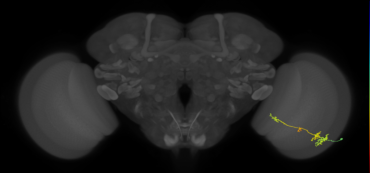 TmY13_R (MaleCNS:44863)