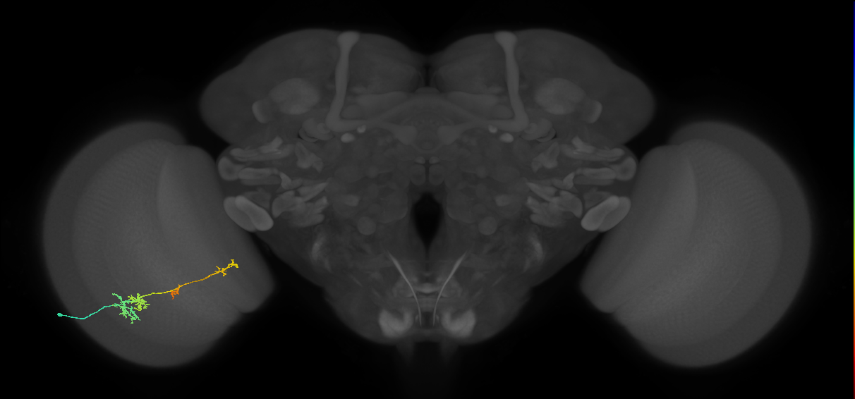 TmY13_L (MaleCNS:47029)