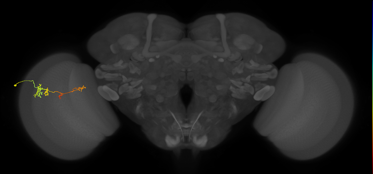 TmY13_L (MaleCNS:547024)