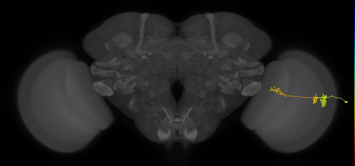 TmY13_R (MaleCNS:47395)