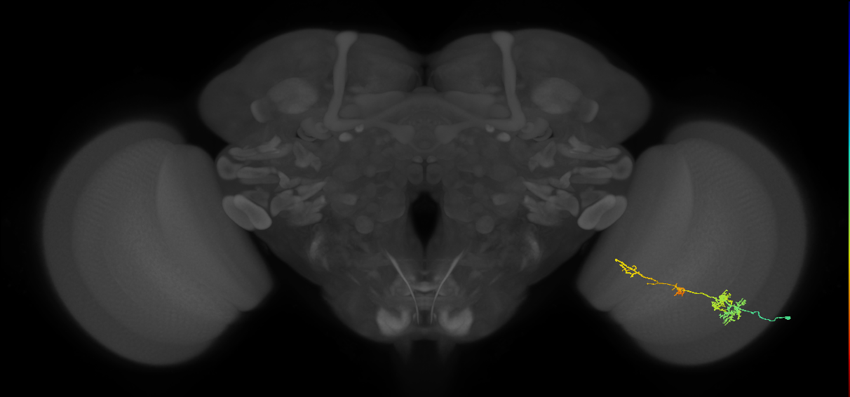 TmY13_R (MaleCNS:45930)