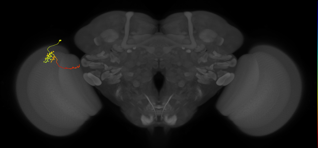 TmY13_L (MaleCNS:85546)