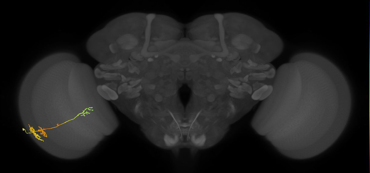 TmY13_L (MaleCNS:28042)