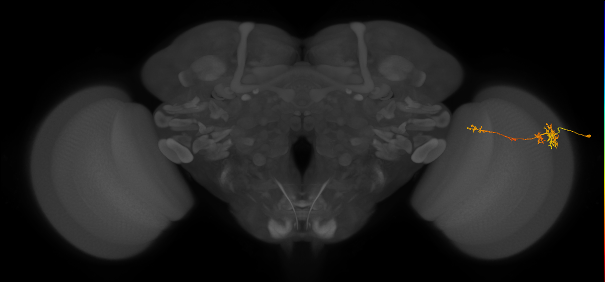 TmY13_R (MaleCNS:68584)