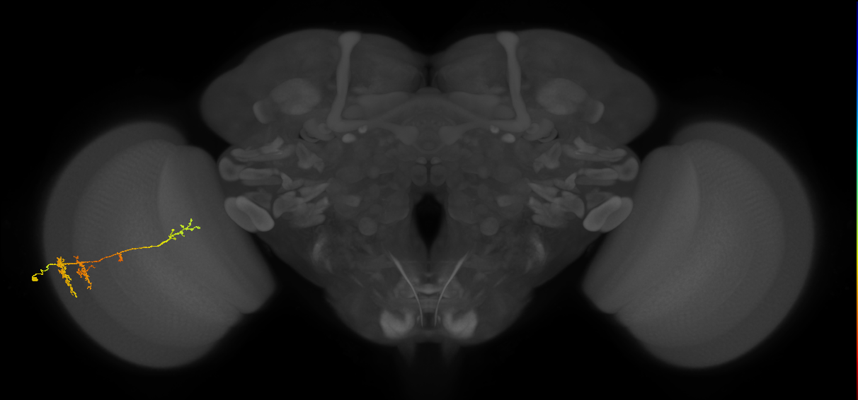TmY13_L (MaleCNS:529594)