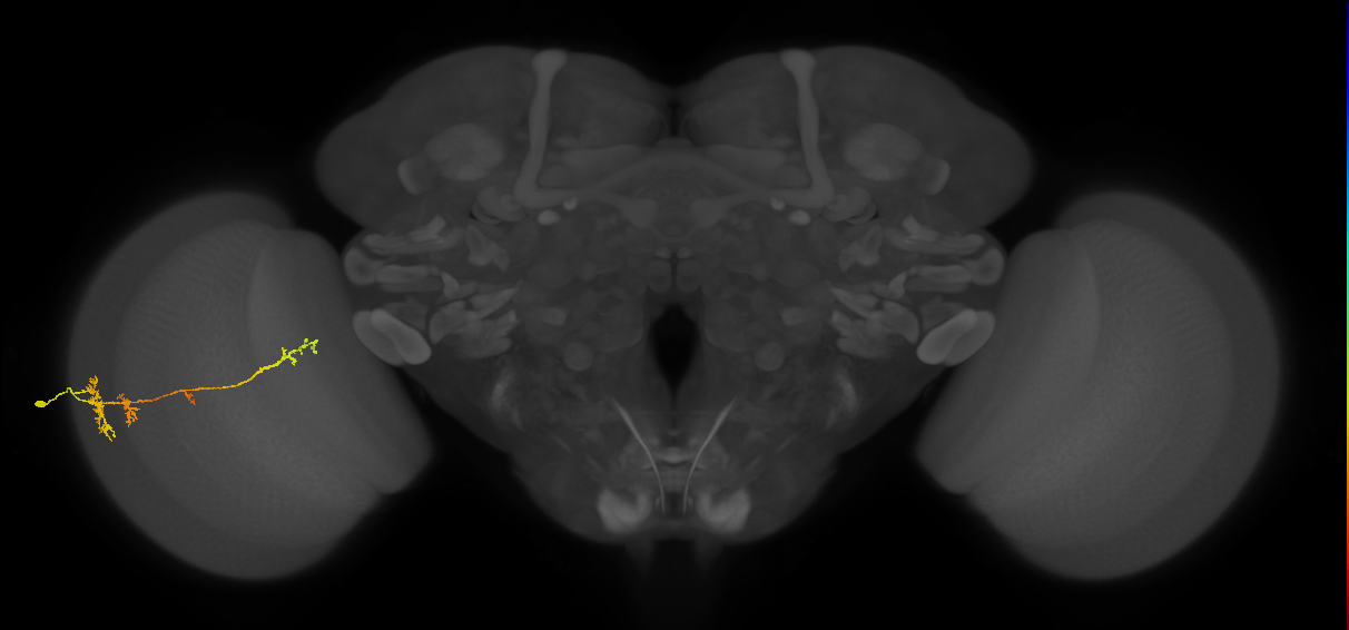 TmY13_L (MaleCNS:515661)