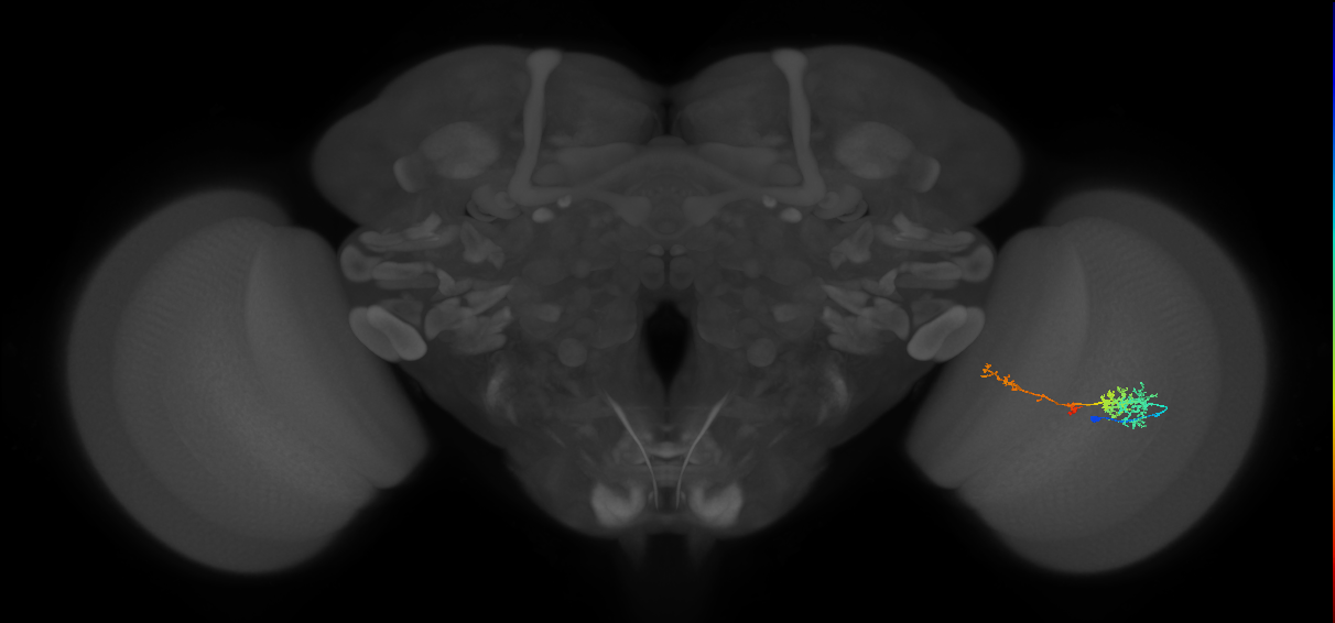 TmY13_R (MaleCNS:57663)