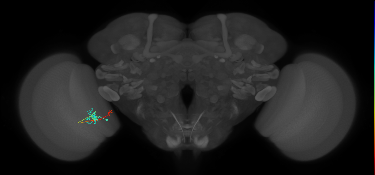 TmY13_L (MaleCNS:49014)