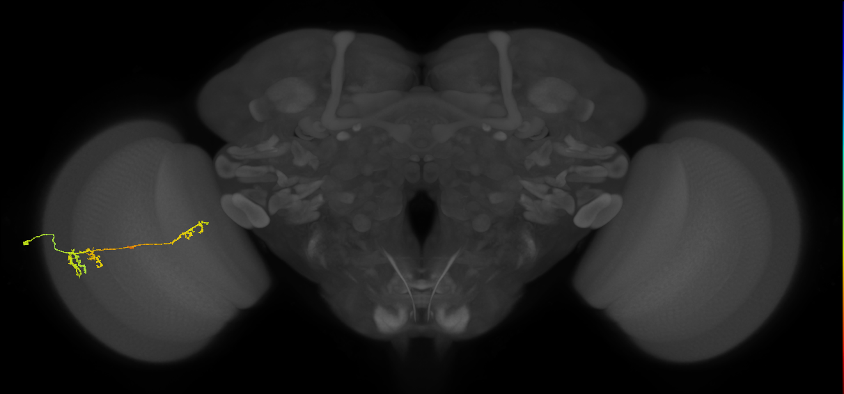 TmY13_L (MaleCNS:52263)
