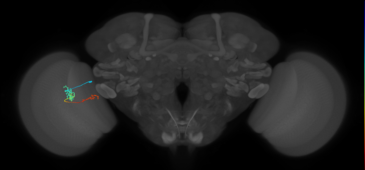 TmY13_L (MaleCNS:72784)
