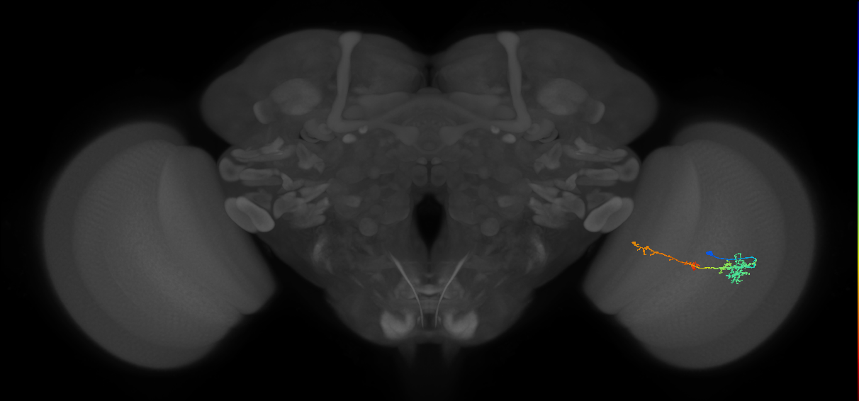 TmY13_R (MaleCNS:60751)