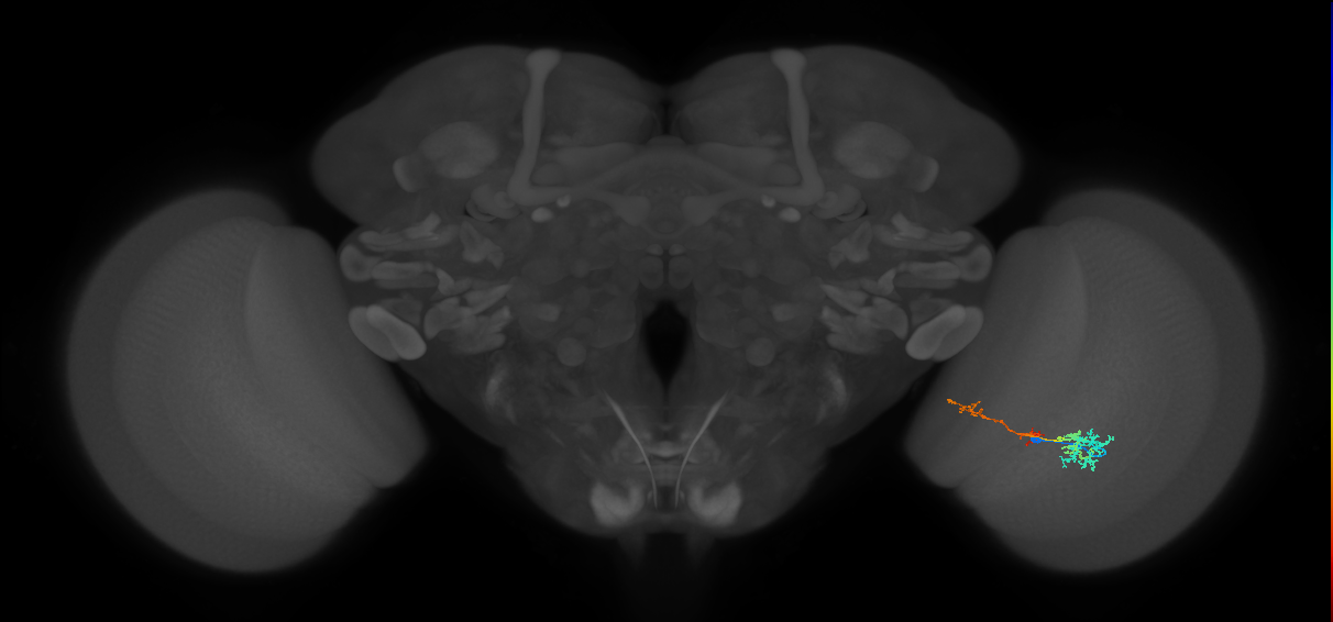 TmY13_R (MaleCNS:59689)