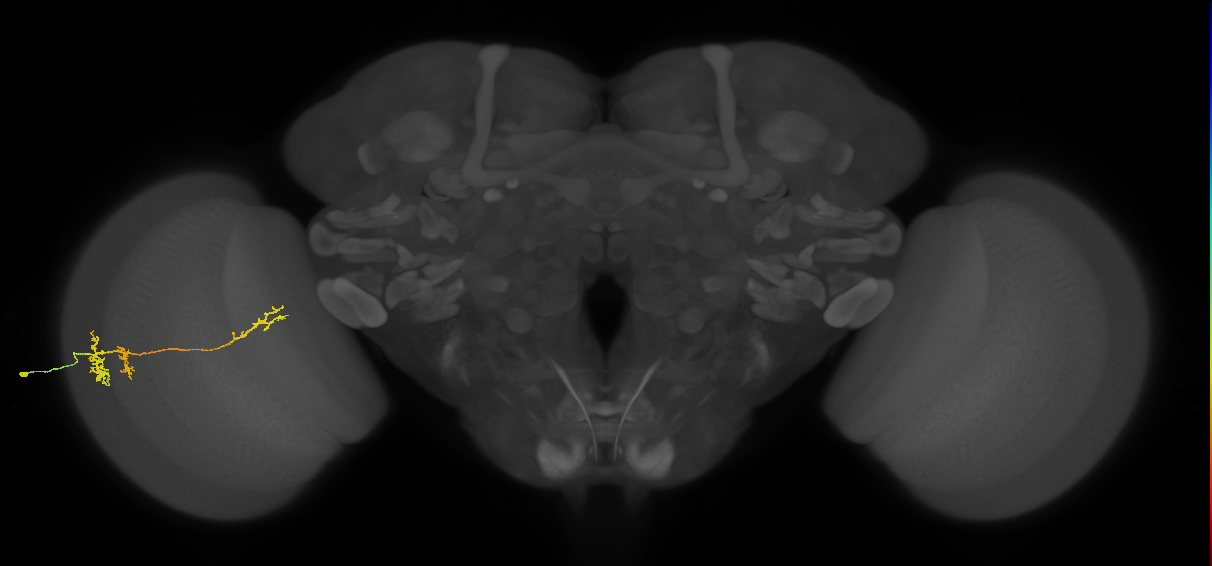 TmY13_L (MaleCNS:55761)