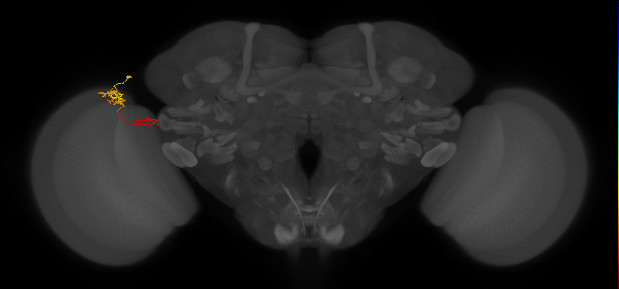 TmY13_L (MaleCNS:86258)