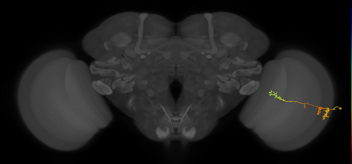 TmY13_R (MaleCNS:41837)
