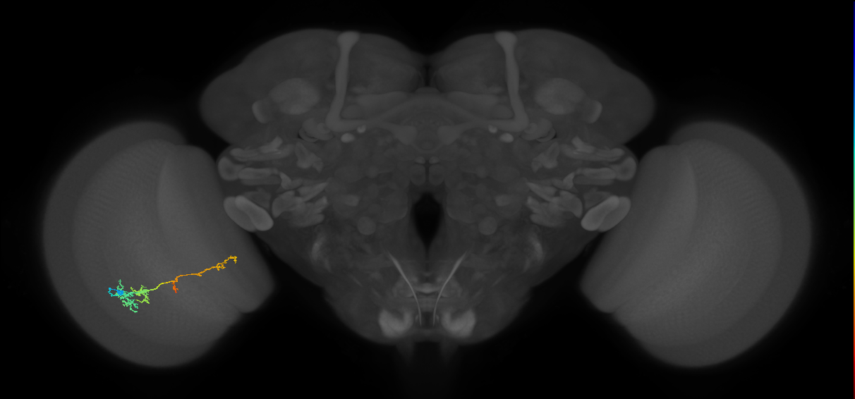 TmY13_L (MaleCNS:530752)
