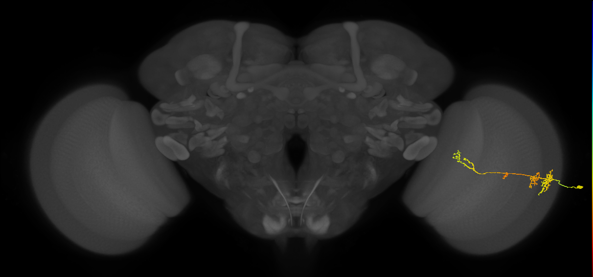 TmY13_R (MaleCNS:44200)