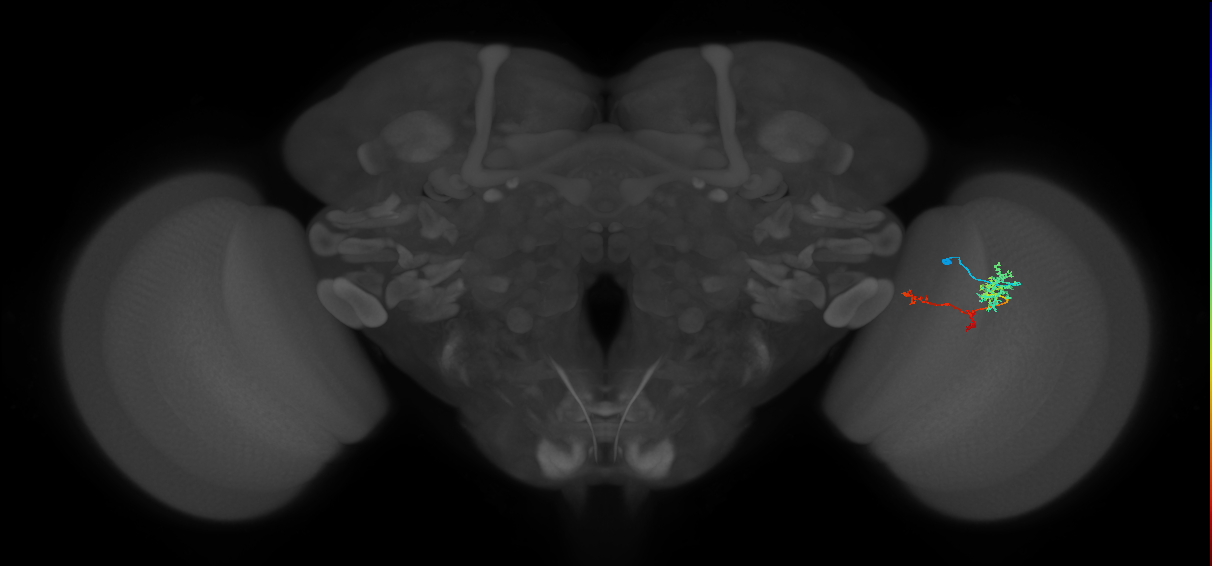 TmY13_R (MaleCNS:68262)