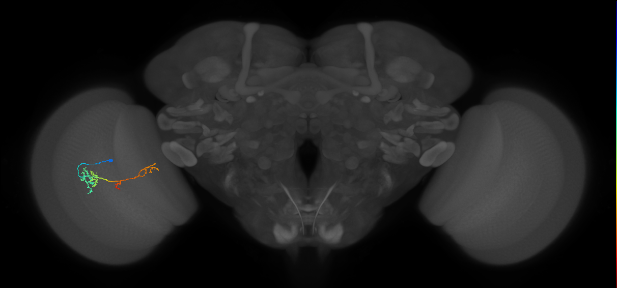 TmY13_L (MaleCNS:87557)