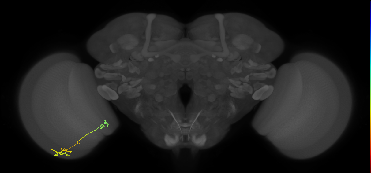TmY13_L (MaleCNS:57996)