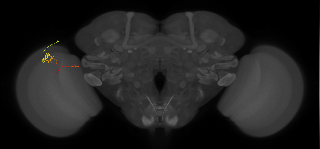 TmY13_L (MaleCNS:84182)