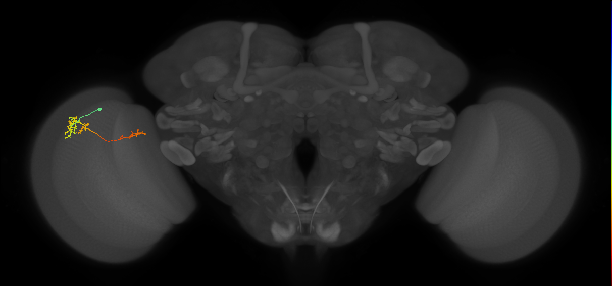 TmY13_L (MaleCNS:44974)