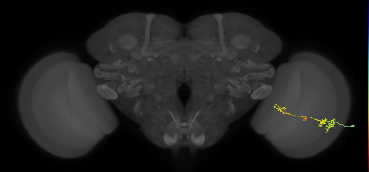 TmY13_R (MaleCNS:539683)