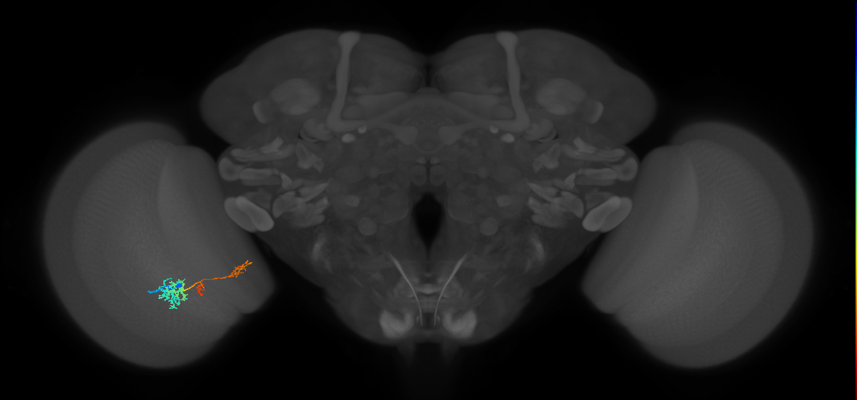 TmY13_L (MaleCNS:533153)