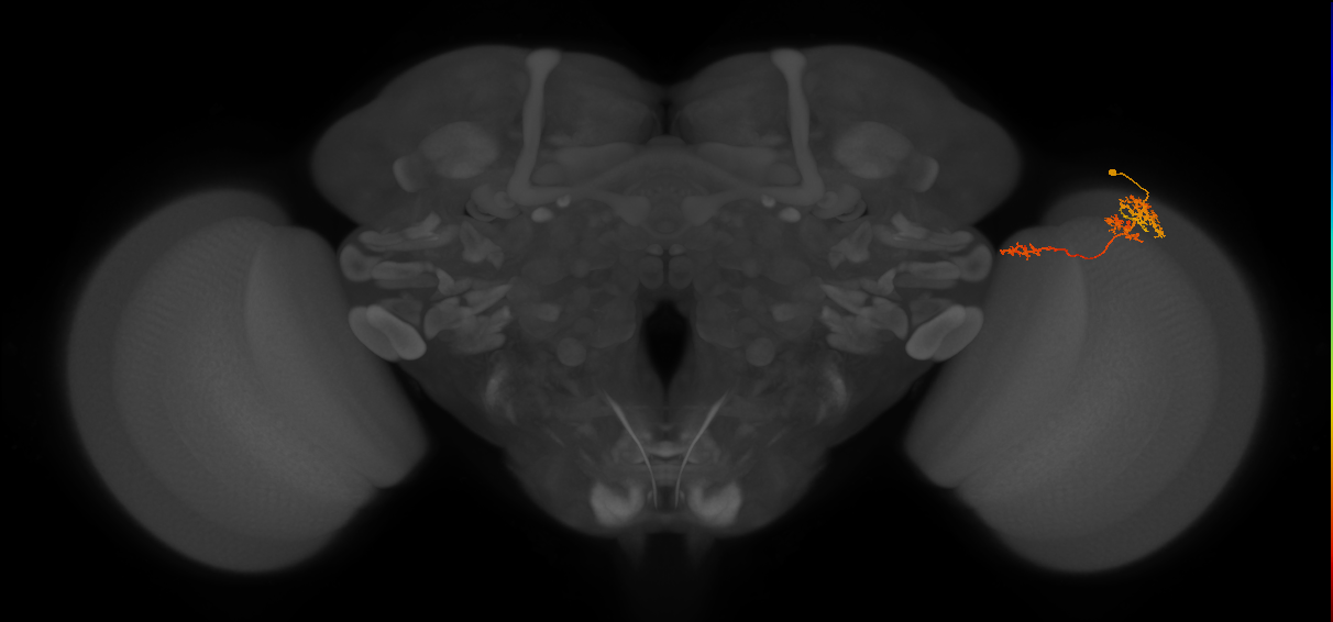 TmY13_R (MaleCNS:70597)