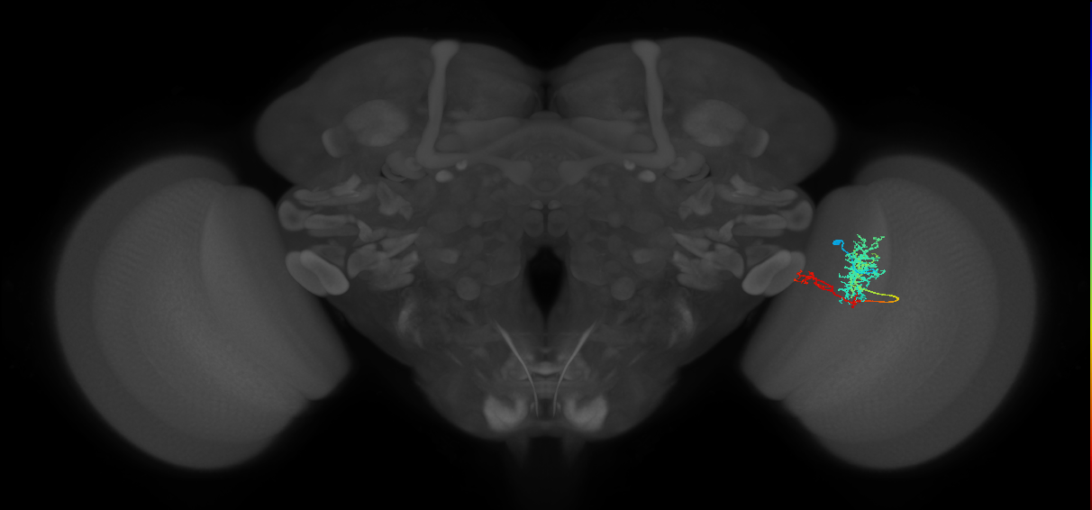 TmY13_R (MaleCNS:53715)