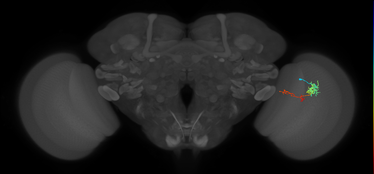 TmY13_R (MaleCNS:62388)
