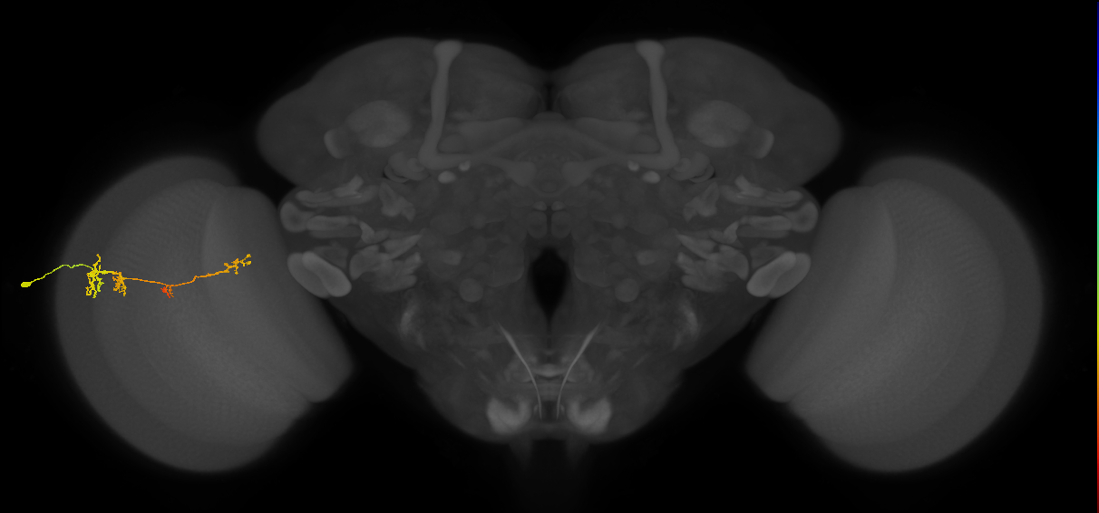 TmY13_L (MaleCNS:538995)