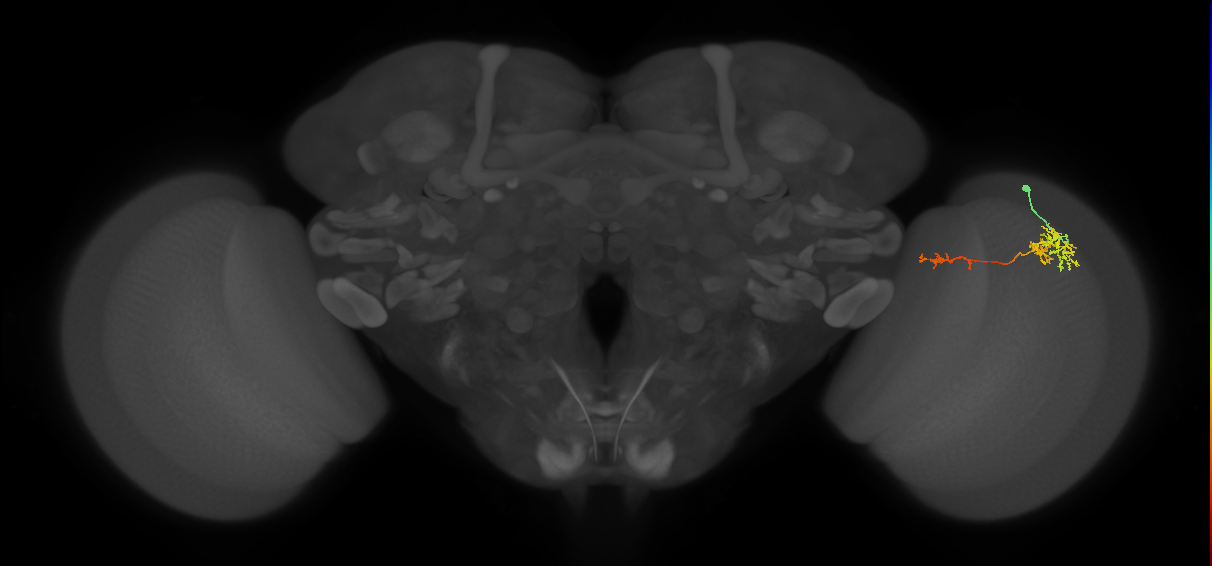 TmY13_R (MaleCNS:66106)