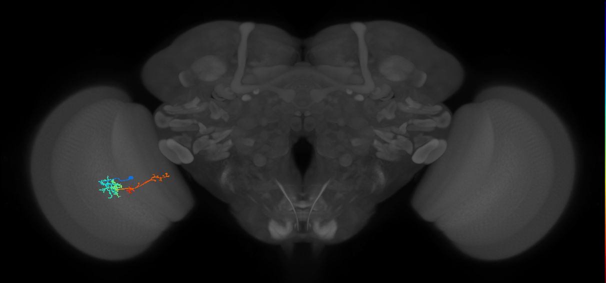 TmY13_L (MaleCNS:514609)
