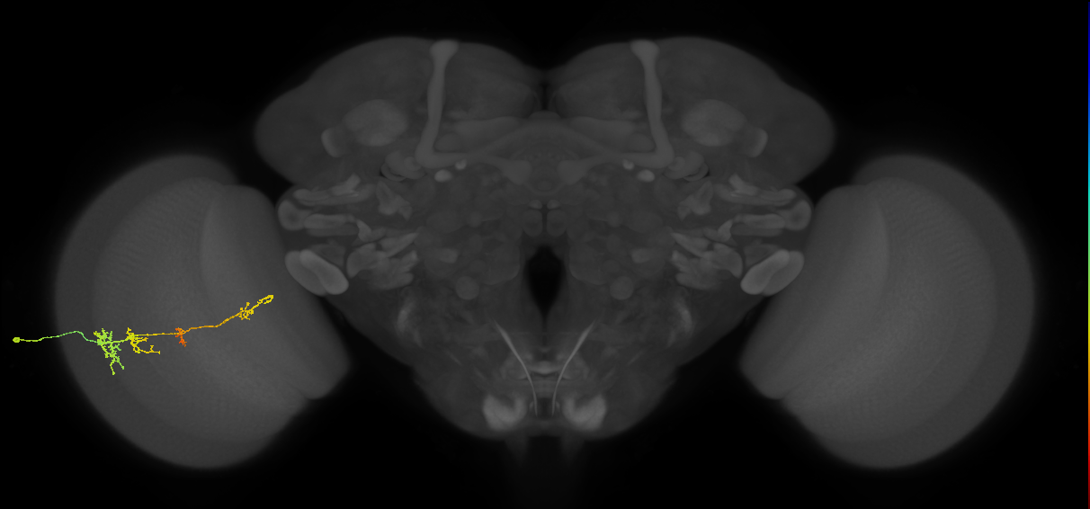 TmY13_L (MaleCNS:45788)