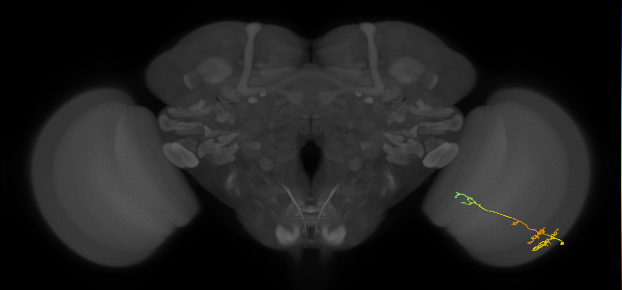 TmY13_R (MaleCNS:52562)