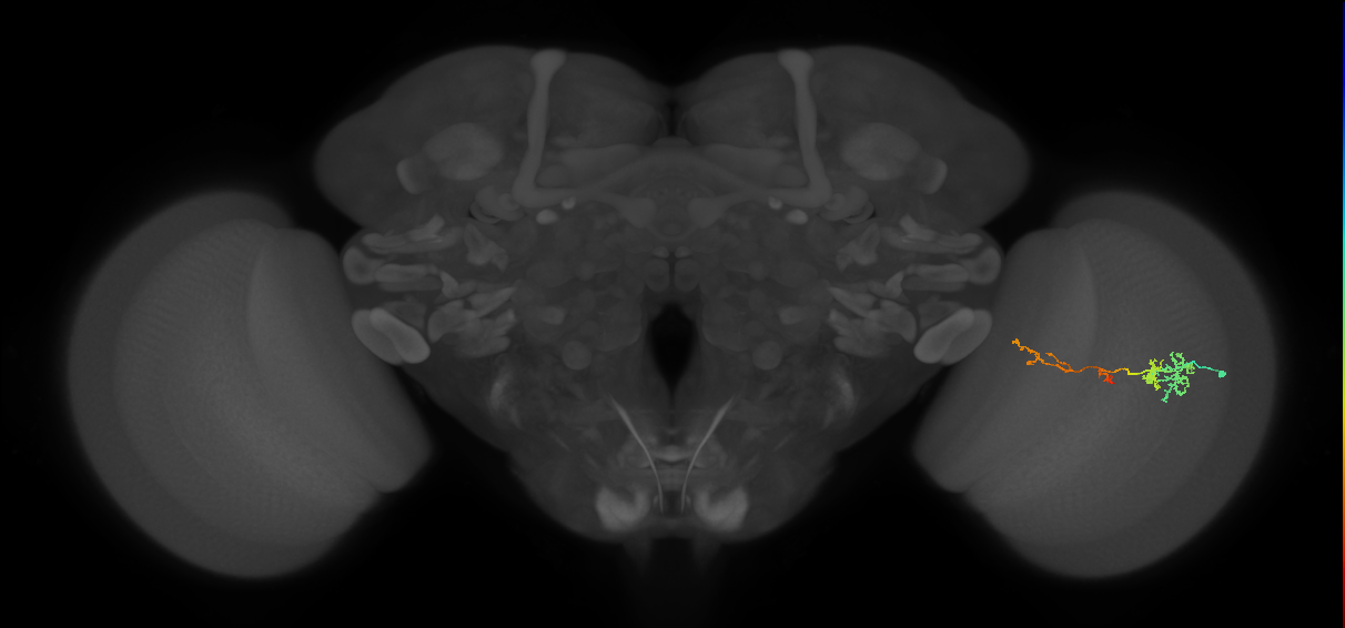 TmY13_R (MaleCNS:67385)