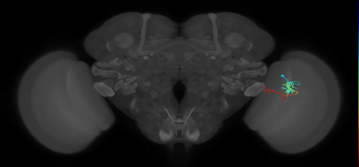 TmY13_R (MaleCNS:66833)