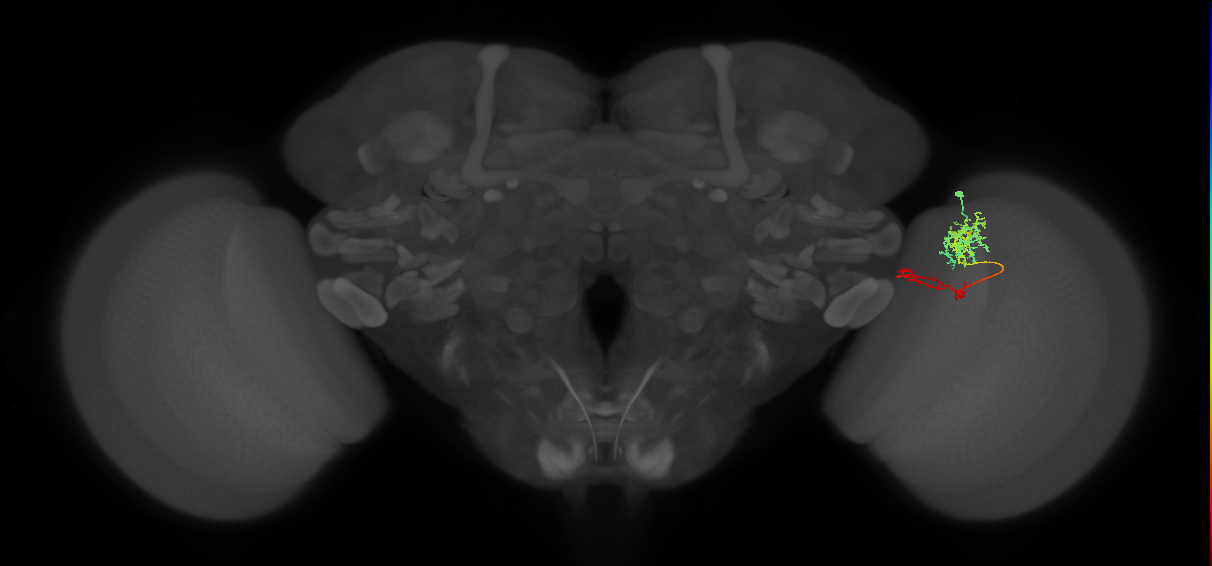 TmY13_R (MaleCNS:70640)