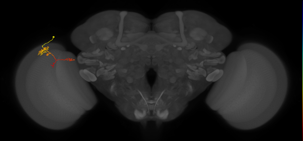 TmY13_L (MaleCNS:76457)