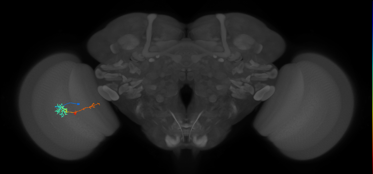 TmY13_L (MaleCNS:63839)
